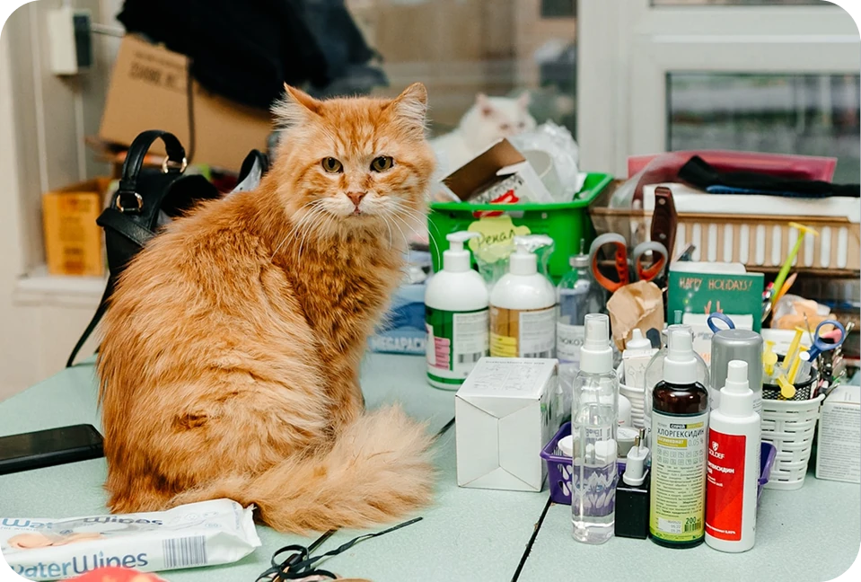 Für Ihre Lieblinge - Tierbedarf